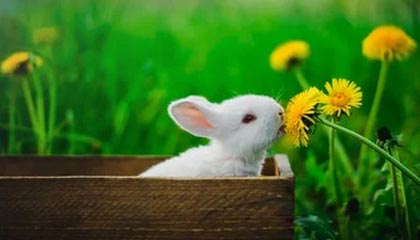 日本政坛右转加速，中日关系或迎新一轮风暴