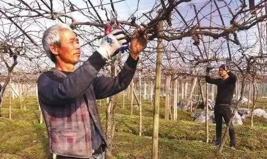 葡萄冬剪是关键，新的几种修剪方法