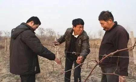 葡萄冬剪是关键，新的几种修剪方法