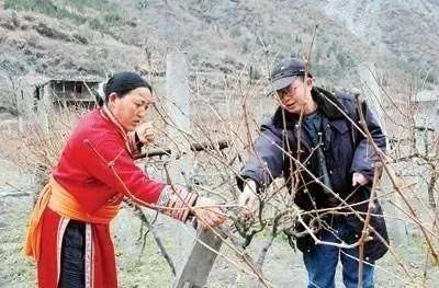 葡萄冬剪是关键，新的几种修剪方法