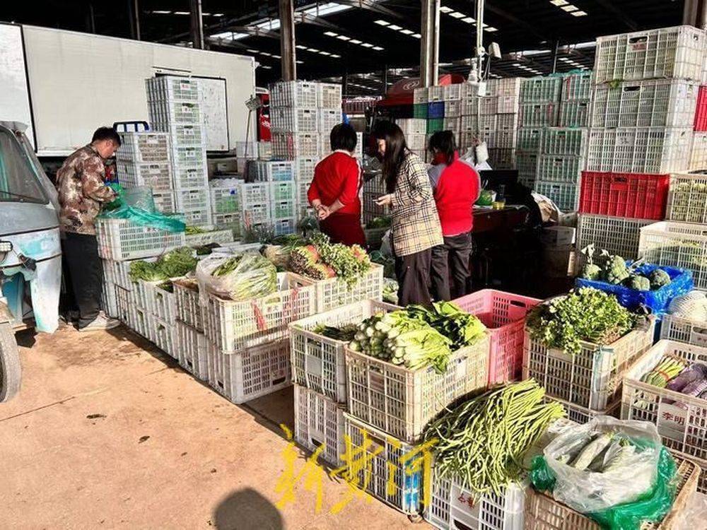 15种常规蔬菜无一涨价，济南菜价连续三周环比下降 | 新黄河探市