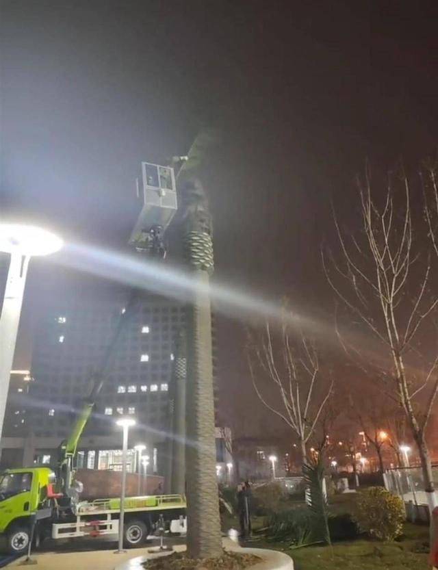 实探“山西清徐违规花上千万建景观”：剩100多棵仿真椰树已暂停拆移
